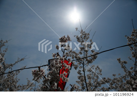 太陽に照らされる桜 太陽に照らされる桜 101196924