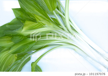 皿に乗っているうるい　葉が開いてしまっているオオバギボウシ 101197076