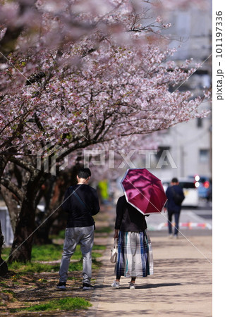 春の桜並木を歩く恋人達 101197336