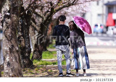 春の桜並木を歩く恋人達 春の桜並木を歩く恋人達 101197339
