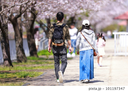春の桜並木を歩く恋人達 春の桜並木を歩く恋人達 101197347