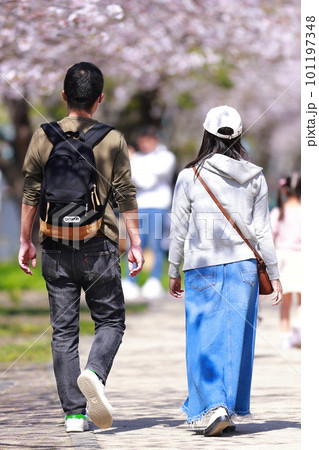 春の桜並木を歩く恋人達 101197348