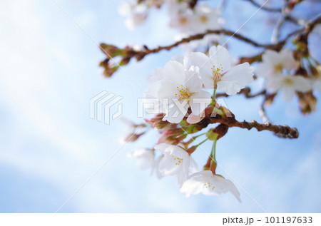 青空に桜 101197633