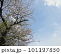 晴天の桜 101197830