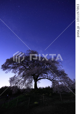 わに塚の桜と天の川 101197863