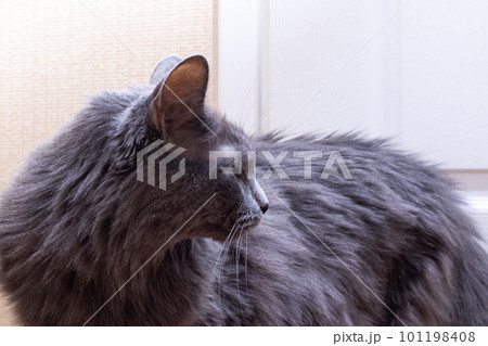 Gray fluffy big cat, close up portrait Gray fluffy big cat, close up portrait 101198408