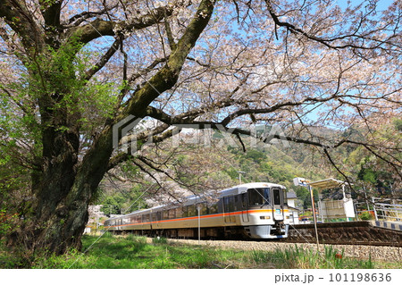 桜舞う塩之沢駅と身延線の特急ふじかわ 桜舞う塩之沢駅と身延線の特急ふじかわ 101198636