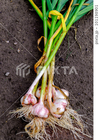 Garlic. Bundle of garlic harvest against the ground. Garlic. Bundle of garlic harvest against the ground. 101198901