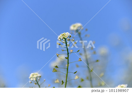 青空にぺんぺん草 101198907