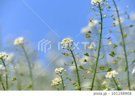 青空にぺんぺん草 青空にぺんぺん草 101198908