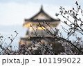 サクラと天守閣 101199022