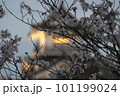 桜の木に映る夕焼け 101199024