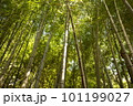 竹林を見上げる 101199027