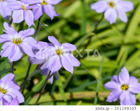 春に咲くハナニラの花 春に咲くハナニラの花 101199103