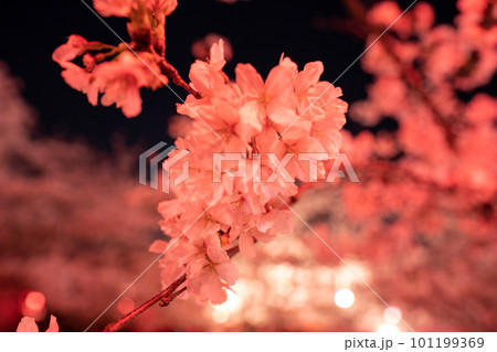 ライトアップされた夜桜 101199369