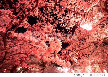 ライトアップされた夜桜 ライトアップされた夜桜 101199374