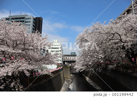 春の目黒川、桜の回廊 東急東横線・東京メトロ日比谷線 中目黒駅付近 春の目黒川、桜の回廊 東急東横線・東京メトロ日比谷線 中目黒駅付近 101199442