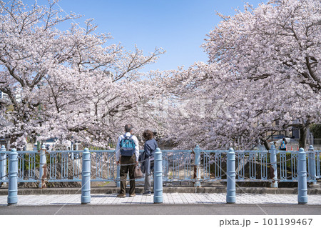 満開の桜を眺める夫婦 (岐阜県、大垣市) 101199467