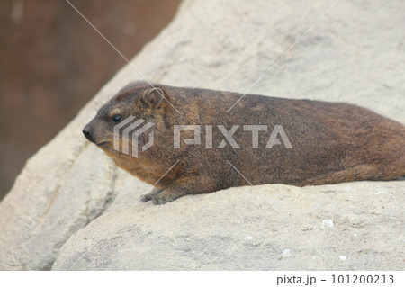 Rock hyrax (Procavia capensis) Rock hyrax (Procavia capensis) 101200213