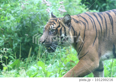 Sumatran tiger   (Panthera tigris sumatrae) 101200216