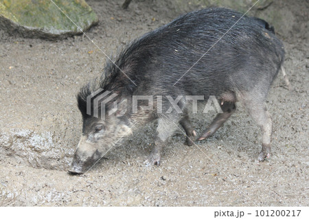 Visayas warthog    (sus cebiffrons) 101200217