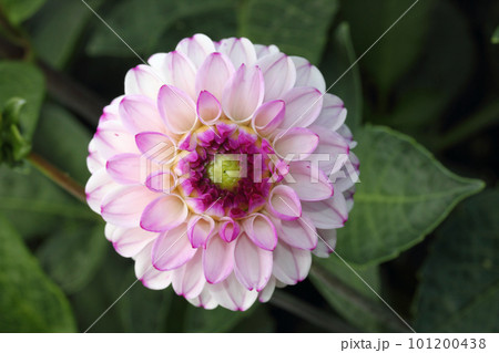 Dahlia (Dahlia) Dahlia (Dahlia) 101200438
