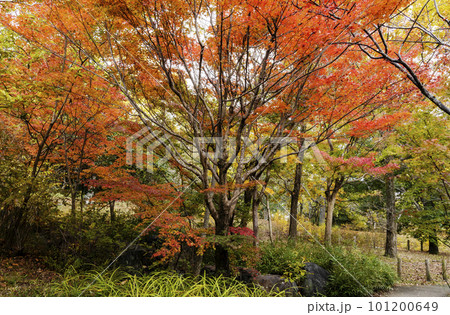秋の紅葉した公園 秋の紅葉した公園 101200649
