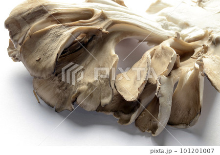 舞茸 舞茸 101201007