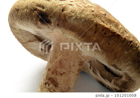 椎茸 椎茸 101201008