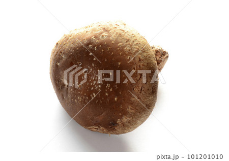 椎茸 椎茸 101201010