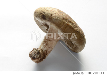 椎茸 椎茸 101201011