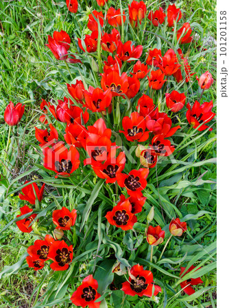 Large buds of red tulips on a green field. Fresh opened buds of red tulips. Lots of flowers on the plantation. Large buds of red tulips on a green field. Fresh opened buds of red tulips. Lots of flowers on the plantation. 101201158