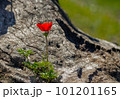 Red scarlet flower grow from an old wooden stump. 101201165