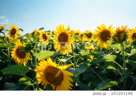 Field of blooming sunflowers. Organic and natural floral background. Agricultural on a sunny day. 101201198