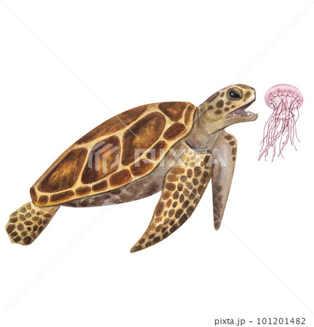 Big sea turtle hunts eats jellyfish. Endangered. Hand-drawn watercolor illustration isolated on white background. For design ecology posters 101201482