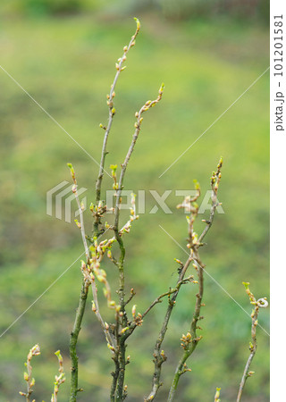 Blooming leaves of black currant in spring 101201581