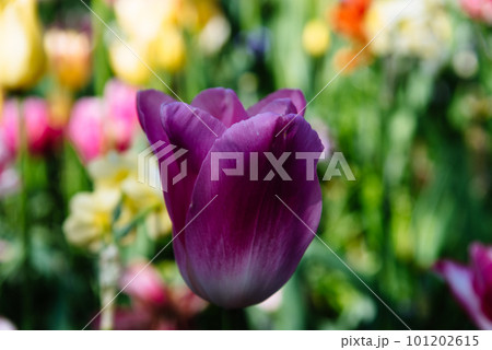 Colorful spring fresh dutch tulips. Assorted colors Colorful spring fresh dutch tulips. Assorted colors 101202615