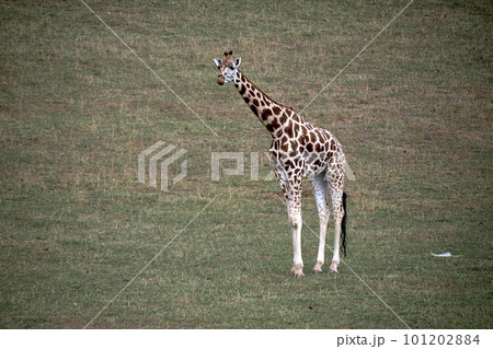 A lonely giraffe in the green grassland A lonely giraffe in the green grassland 101202884