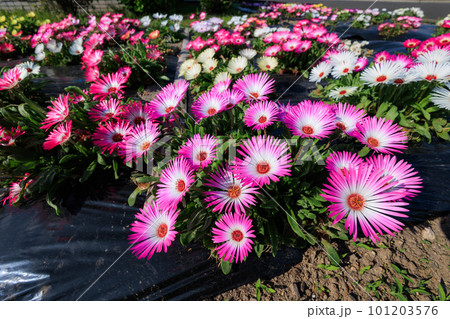 リビングストンデージー 101203576