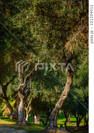 Lush trees growing in park 101204012