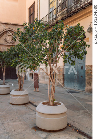 Small nature orange tree on a pot, Valencia, Spain  101204080