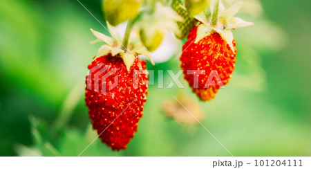 Red Fragaria Or Wild Strawberry. Growing Organic Wild Strawberry. Ripe Berry In Fruit Garden. Close-up View Red Fragaria Or Wild Strawberry. Growing Organic Wild Strawberry. Ripe Berry In Fruit Garden. Close-up View 101204111
