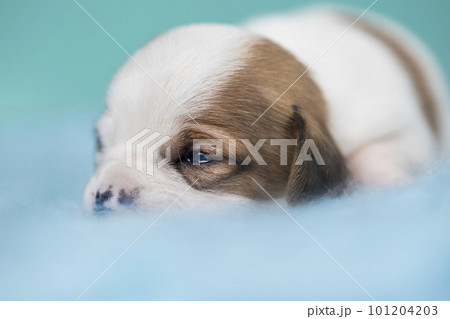 A beautiful little dog sleeps on a blanket 101204203