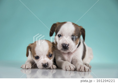 Two little dogs, puppy, animals concept Two little dogs, puppy, animals concept 101204221
