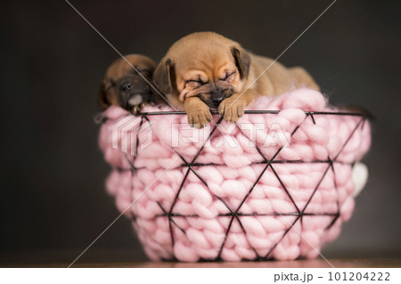 Sleeping dogs in a metal basket 101204222