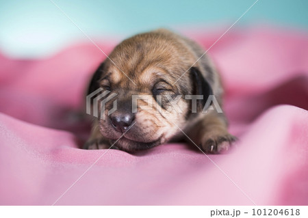 A beautiful little dog sleeps on a pink blanket 101204618