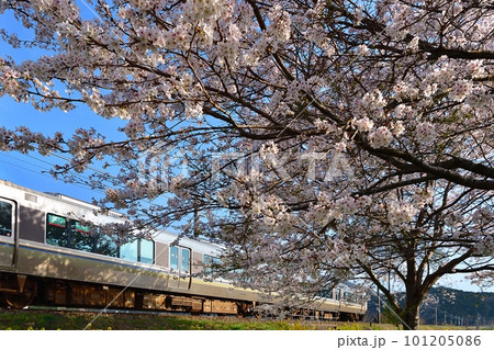 満開の桜と菜の花の間を走る通勤電車　  嵯峨野線　 山陰本線　京都口 101205086