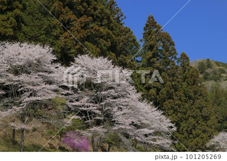 春の盛り里山に咲く濃いピンク色の桜 春の盛り里山に咲く濃いピンク色の桜 101205269