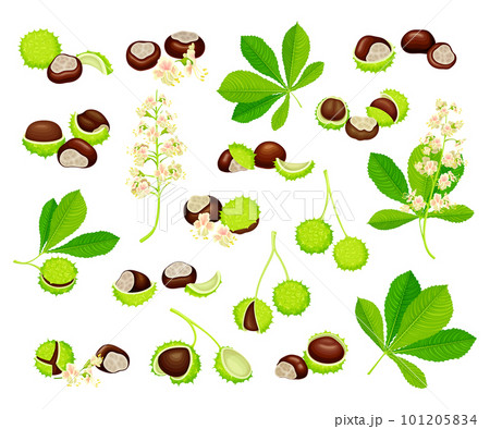 Horse Chestnut or Aesculus Hippocastanum with Fruit in Green Spiky Capsule Shell Containing Conker Seed Big Vector Set 101205834