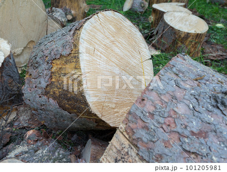 Wooden stub in the wood close-up 101205981
